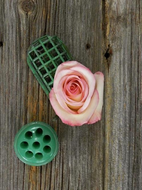 CEZANNE  BICOLOR CREAM/PINK ROSES